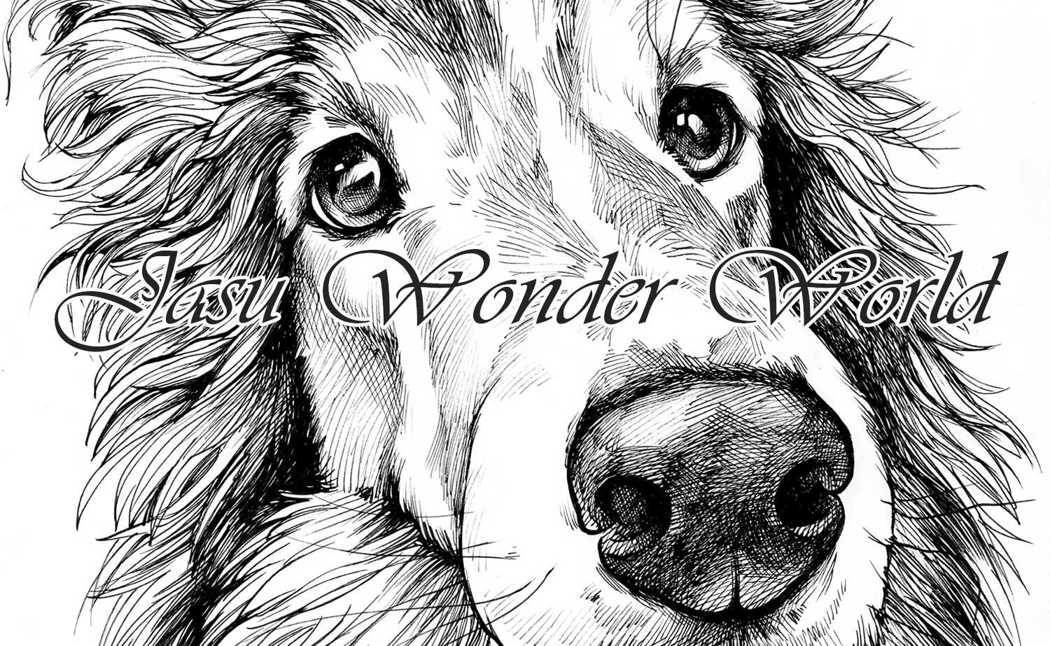 PORTRAITS OF A SHETLAND SHEEP DOG – COMMISSION IN PROGRESS