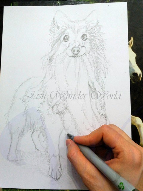 PORTRAITS OF A SHETLAND SHEEP DOG - COMMISSION IN PROGRESS