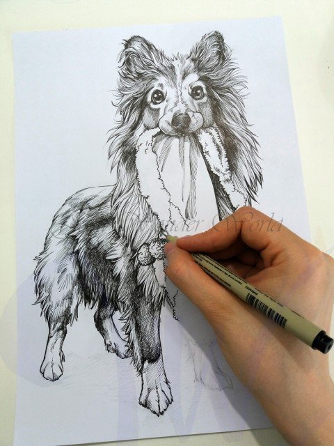 PORTRAITS OF A SHETLAND SHEEP DOG - COMMISSION IN PROGRESS