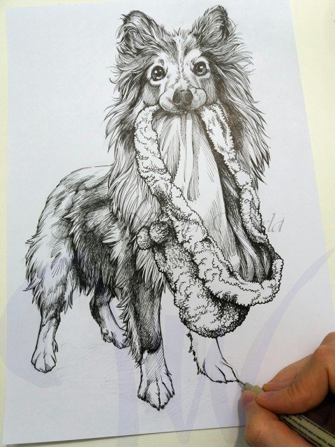 PORTRAITS OF A SHETLAND SHEEP DOG - COMMISSION IN PROGRESS
