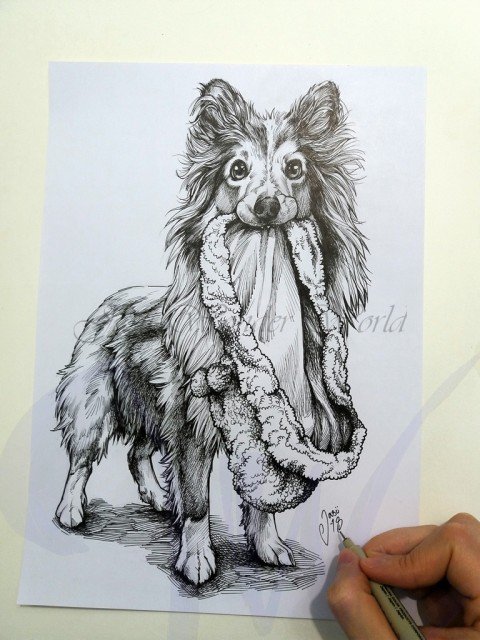 PORTRAITS OF A SHETLAND SHEEP DOG - COMMISSION IN PROGRESS