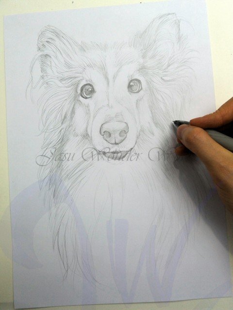 PORTRAITS OF A SHETLAND SHEEP DOG - COMMISSION IN PROGRESS