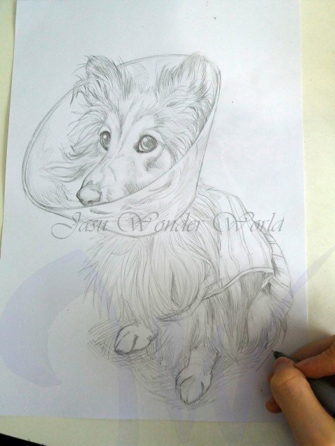PORTRAITS OF A SHETLAND SHEEP DOG - COMMISSION IN PROGRESS
