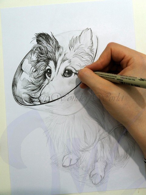 PORTRAITS OF A SHETLAND SHEEP DOG - COMMISSION IN PROGRESS